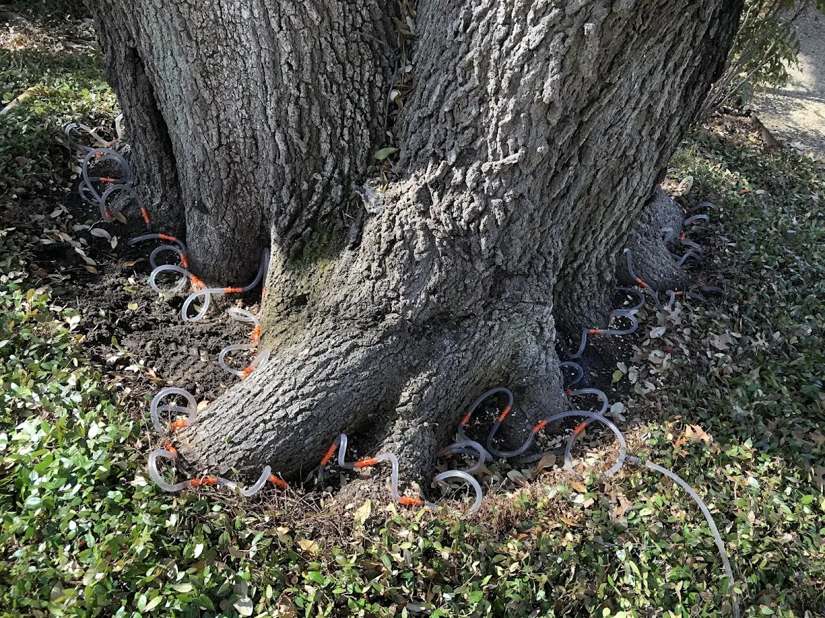 Detailed Tree Cabling and Bracing job site in Alix